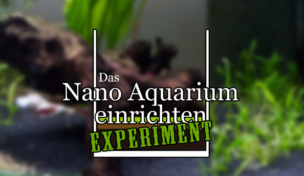 Das Nano Aquarium einrichten Experiment.