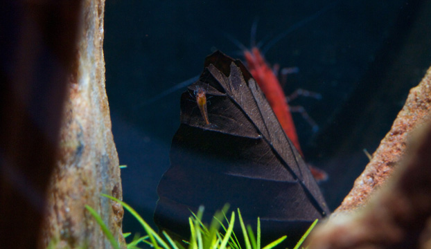 Junge Red Fire Garnele im Nano Aquarium.